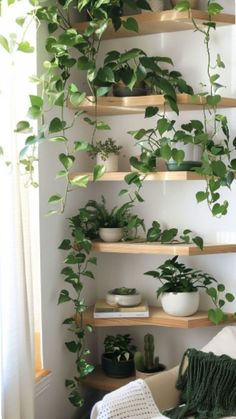 Picture Shelf Plants, Plant Shelves Apartment, Home Design Plants, Plant Shelf Bedroom, Indoor Plant Design, Plant Corner Bedroom, House Plants Living Room, House Plant Display Ideas, Indoor Plant Room