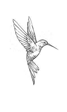 a black and white drawing of a hummingbird flying in the sky with its wings spread