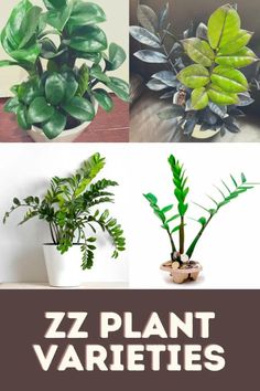 four different types of plants with the words zz plant varieties