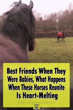 two horses in a field with the caption best friends when they were babies, what happens when these horses reunie is heart - melting