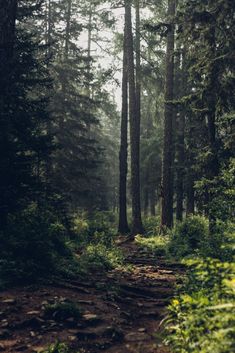 a dirt path in the middle of a forest