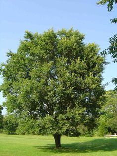 a large tree sitting in the middle of a lush green field