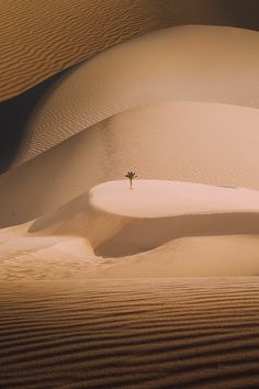 a lone palm tree in the middle of a desert landscape with sand dunes and sparse trees