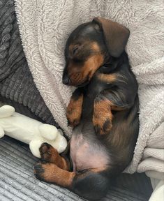 a small black and brown dog laying on top of a blanket