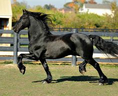 a black horse galloping on the grass in front of a fenced in area