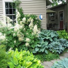 a garden with lots of green plants next to a house