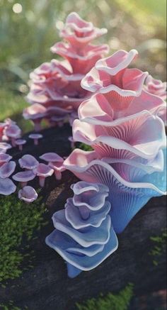 some pink and blue flowers are growing out of the mossy ground on a log