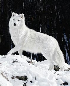 a white wolf standing on top of snow covered ground next to trees and forest in the background