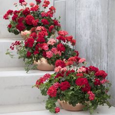 red and pink flowers are lined up on the steps