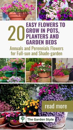 20 easy flowers to grow in pots, planters and garden beds