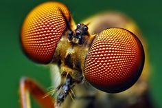 a close up view of the head and antennae of a fly insect with two eyes