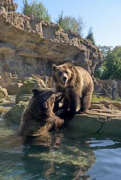 two brown bears are standing on rocks in the water