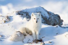 an arctic fox sitting on top of a snow covered hill