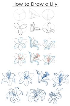 How to draw the lily flower. Easy Beginner Sketches, Lilly Drawing, Sumie Art, Trin For Trin Tegning, Old Vs New, Istoria Artei, Flower Drawing Tutorials, Flower Art Drawing, Lily Flowers