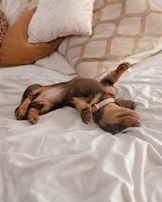 a brown and black dog laying on top of a bed next to white sheets with pillows