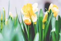 some yellow and white flowers are in the grass