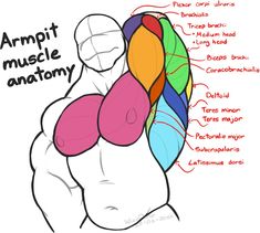 the anatomy of an armpit muscle and how to use it in order to build muscles