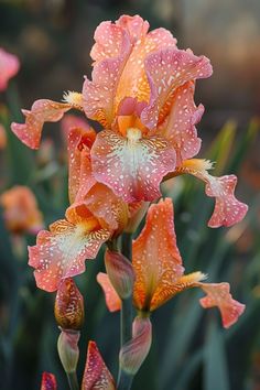 an orange and pink flower with water droplets on it