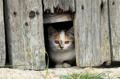 a small kitten peeking out from behind a wooden fence