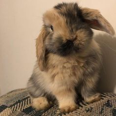 a small rabbit sitting on top of a blanket