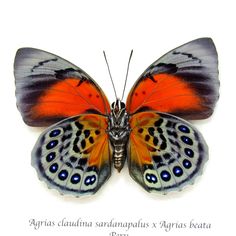 an orange and black butterfly with blue spots on it's wings, sitting in front of