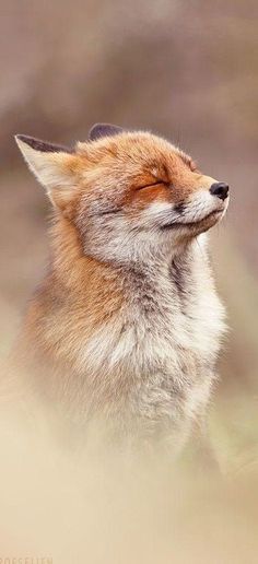 a close up of a fox with its eyes closed