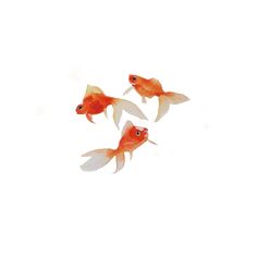 three goldfish swimming side by side in the water