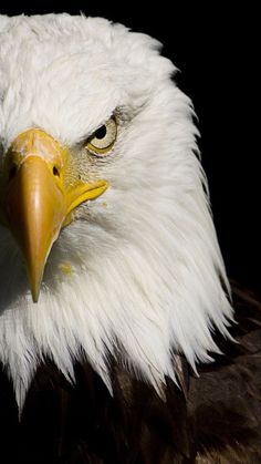 an eagle is looking at the camera with a black background