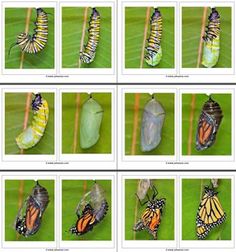 several pictures of different types of butterflies