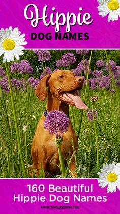 a dog is sitting in the grass with daisies