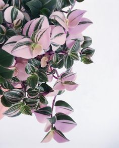 pink flowers with green leaves against a white background