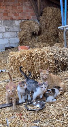 five kittens are standing around in the hay