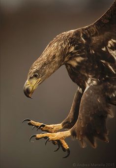 a large bird flying through the air with it's claws spread out and talons extended