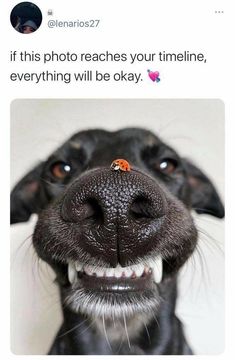 a black dog with a lady bug on it's nose and the caption if this photo reaches your time, everything will be okay