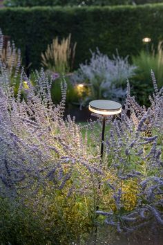 a bird bath in the middle of a garden with purple flowers and plants around it