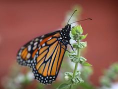 a close up of a butterfly on a flower