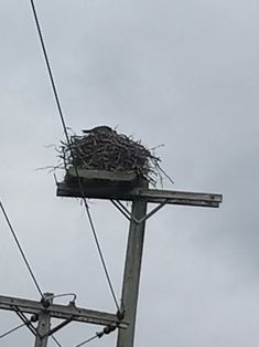 an ostrich nest on top of a power line