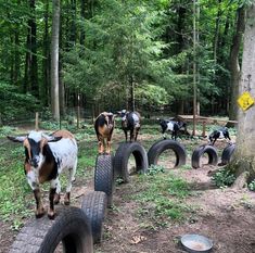 several goats are standing on old tires in the woods