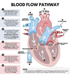 the diagram shows how blood flow is in the heart