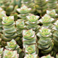 many small green plants with red tips in the center and one plant on the other side