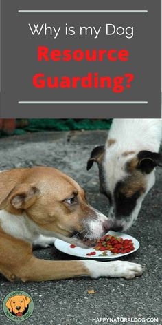 two dogs eating food out of a plate with the words, why is my dog resources guarding?