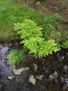 a small stream running through a lush green forest