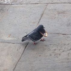 a pigeon with a piece of bread in it's mouth on the sidewalk outside