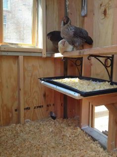 two birds are perched on top of the feeders in their coop, and one bird is eating out of it's cage