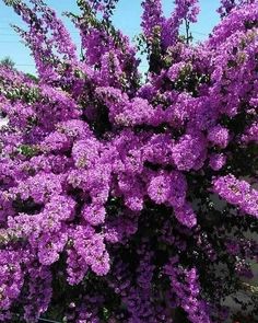 purple flowers are blooming on the side of a building in front of a blue sky