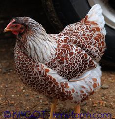 a brown and white chicken standing next to a tire