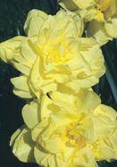 some yellow flowers are growing in the grass