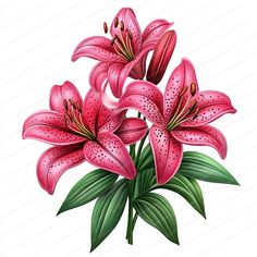 pink lilies with green leaves on a white background