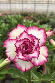 a pink and white flower with green leaves