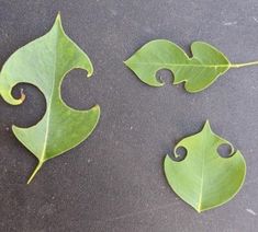 three green leaves are laying on the ground